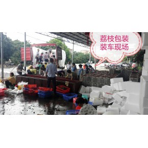 2019广东茂名摘荔枝自驾游接待旅游团摘荔枝