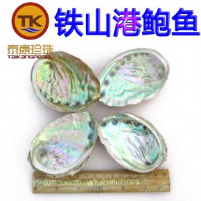 进口澳洲鲍鱼壳以及国产鲍鱼壳、海洋贝壳，工艺贝壳