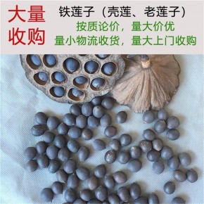 尚品莲皇长期大量收购干铁莲子壳莲子老莲子