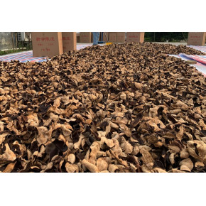 祖辈传承下来新会陈皮有机种植方法