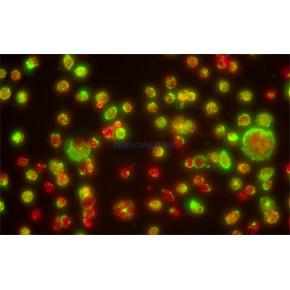 医院病理科 相差荧光显微镜配置方案
