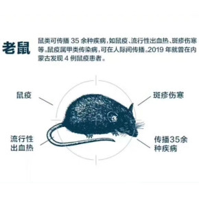 无锡江阴市灭蟑螂 杀小飞虫 灭果蝇 本地专业24小时上门