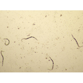 晶体结构观察生物显微镜倒置-MHIL150