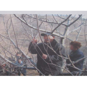 幼树早期丰产新技术